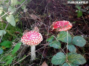 Pilze am Niederrhein