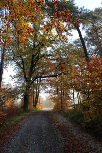 Herbstspaziergang im Forst