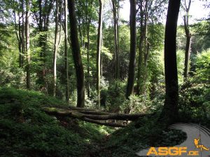 Bilder von der Vorbereitung auf unser erstes Bushcrafter Stammlager